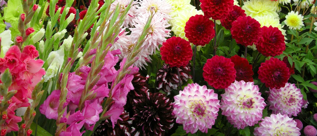 Георгины фимбриата – яркие кружевные цветы в дизайне сада