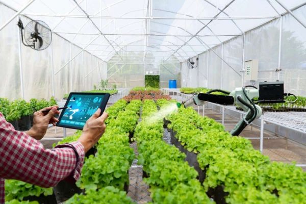 Современные технологии в теплице: что действительно упрощает работу